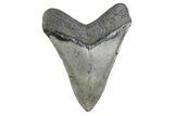 Serrated, Fossil Megalodon Tooth - North Carolina #378056-2